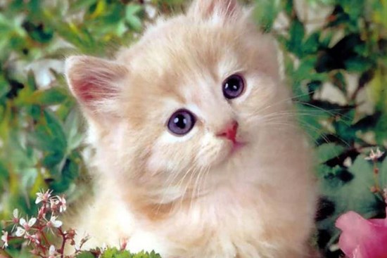 3 con giáp trời sinh điềm tĩnh, không thích tranh cãi nên có nhiều quý nhân vây quanh