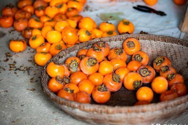 Loại quả tốt ngang 10 thang thuốc: Giúp sạch ruột, xóa nếp nhăn nhưng có 4 nhóm người không nên ăn-2