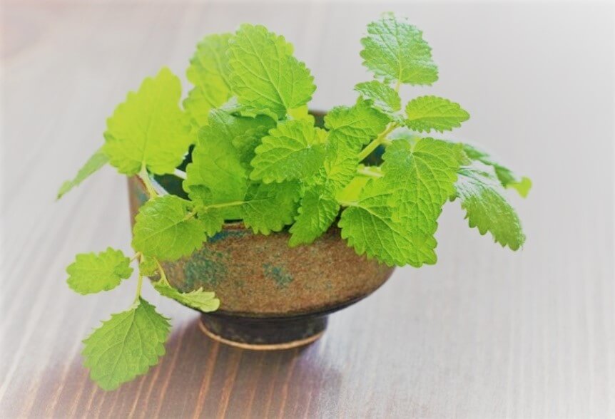 Đặt bát nước này cạnh giường, muỗi không dám lại gần: Cả nhà yên tâm ngủ ngon-2