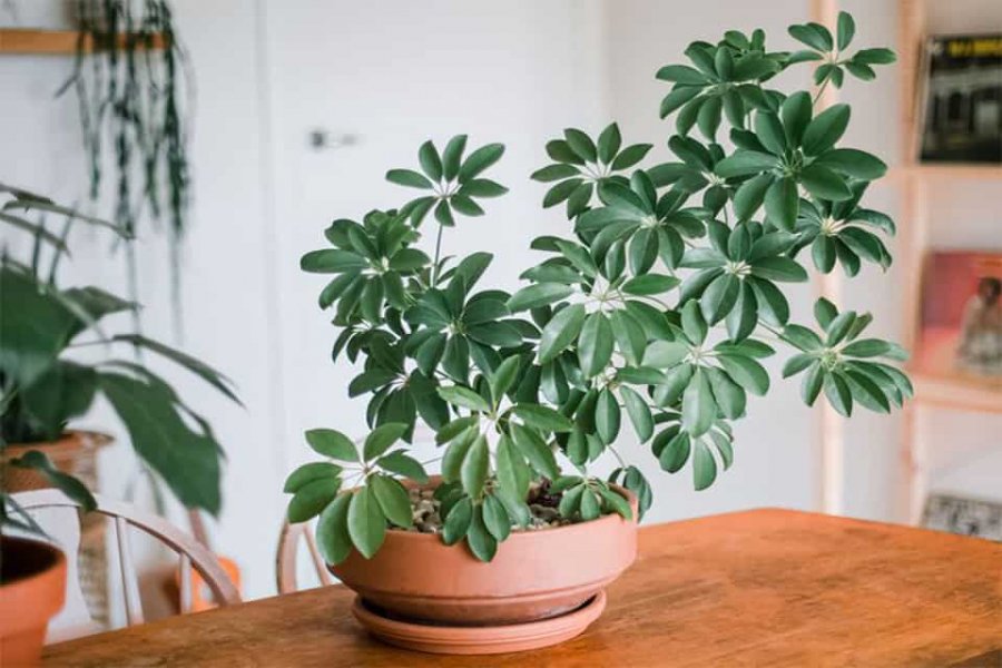 Đặt bát nước này cạnh giường, muỗi không dám lại gần: Cả nhà yên tâm ngủ ngon-3