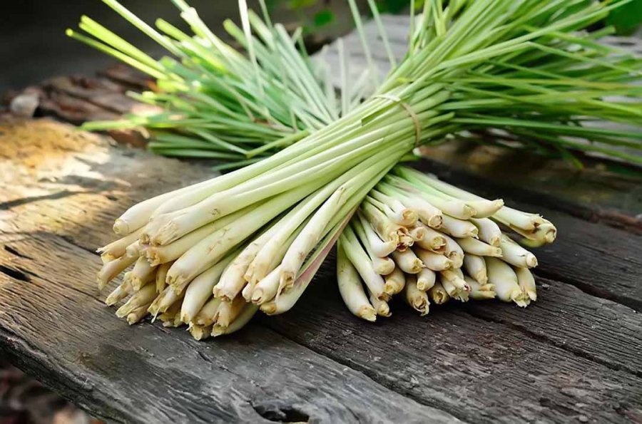 Đặt bát nước này cạnh giường, muỗi không dám lại gần: Cả nhà yên tâm ngủ ngon-4