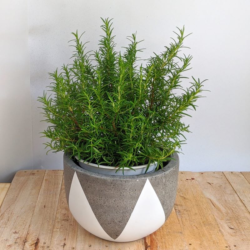 Đặt bát nước này cạnh giường, muỗi không dám lại gần: Cả nhà yên tâm ngủ ngon-5