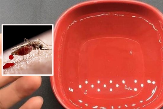 Đặt bát nước này cạnh giường, muỗi không dám lại gần: Cả nhà yên tâm ngủ ngon
