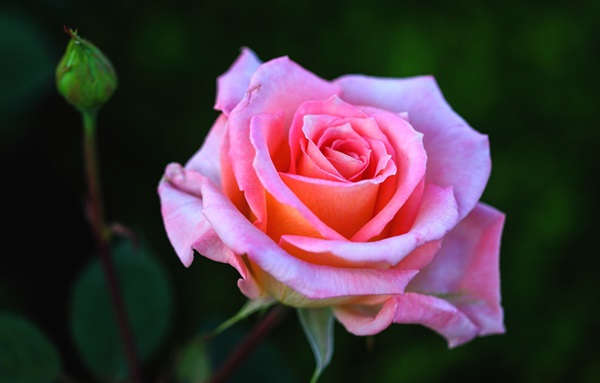 Nửa cuối tháng 4 Âm lịch, 3 con giáp rủng rỉnh tiền tiêu, bình yên hưởng phúc-1