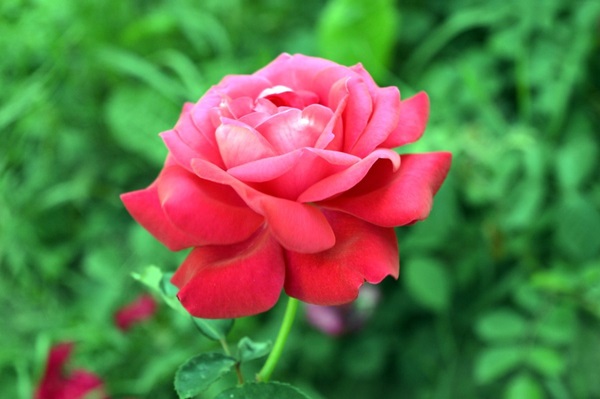 Nửa cuối tháng 4 Âm lịch, 3 con giáp rủng rỉnh tiền tiêu, bình yên hưởng phúc-3