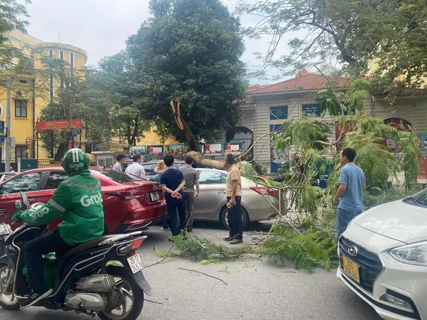 Hà Nội: Cây phượng vĩ gãy ngang thân đè trúng 2 xe ô tô đang lưu thông trên phố-1