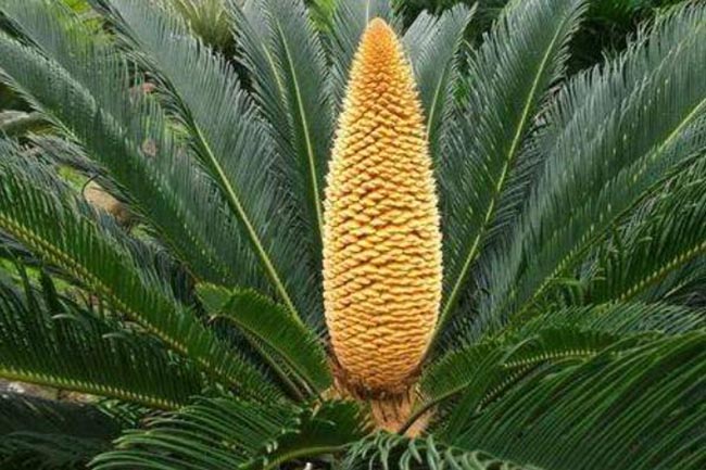 Loài cây 20 năm mới ra quả, mang lại giàu sang may mắn, người mua săn lùng như báu vật-1