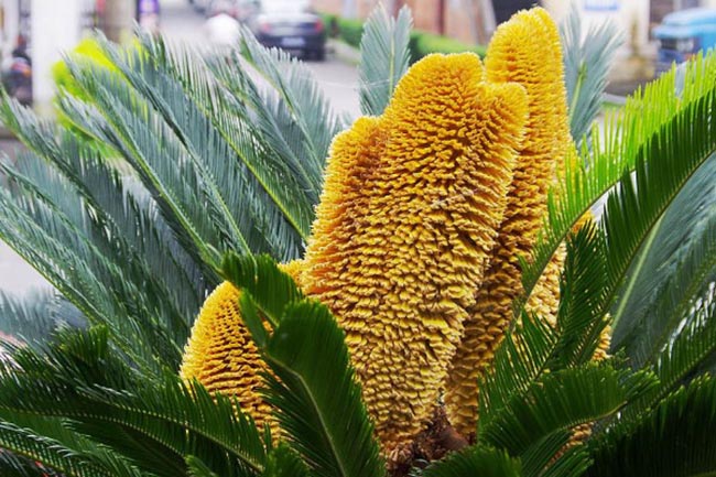 Loài cây 20 năm mới ra quả, mang lại giàu sang may mắn, người mua săn lùng như báu vật-2