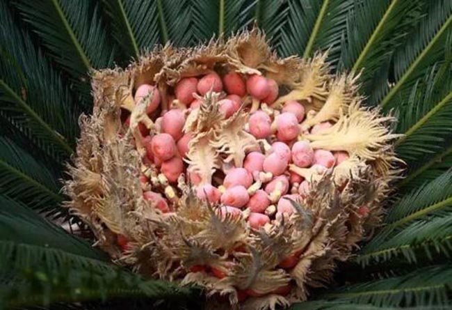 Loài cây 20 năm mới ra quả, mang lại giàu sang may mắn, người mua săn lùng như báu vật-3