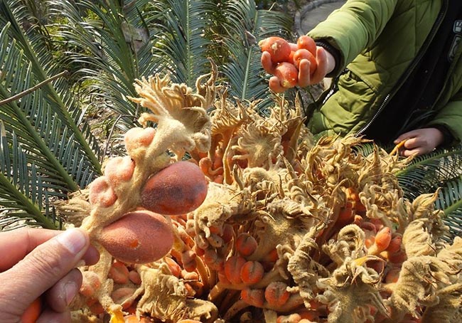 Loài cây 20 năm mới ra quả, mang lại giàu sang may mắn, người mua săn lùng như báu vật-4