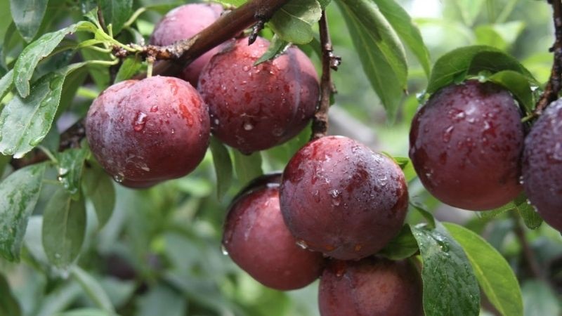 Mua mận đầu mùa phải nằm lòng cách chọn này để quả nào quả nấy giòn ngọt, tươi ngon-1