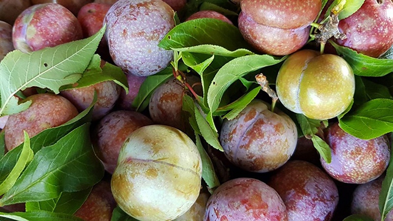 Mua mận đầu mùa phải nằm lòng cách chọn này để quả nào quả nấy giòn ngọt, tươi ngon-2