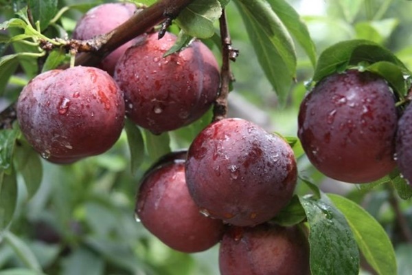 Đổ dầu gió vào giấm trắng, giải quyết nhiều khó khăn cho mọi nhà, tiếc là giờ mới biết-3