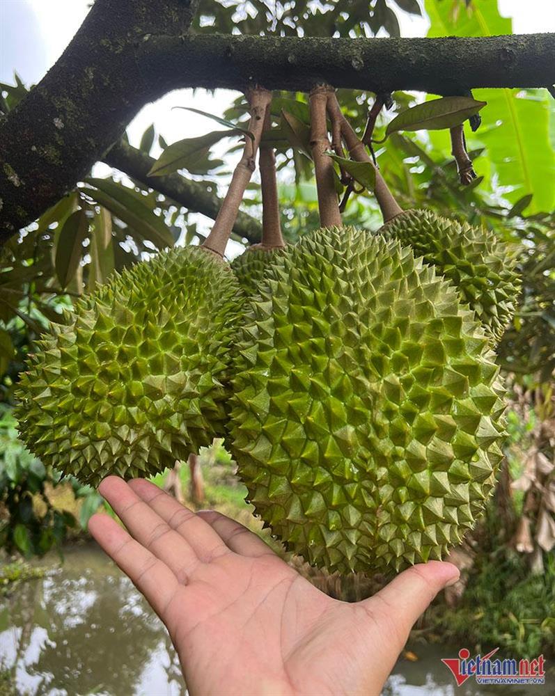 Sầu riêng Musang King chín rụng ở Cần Thơ, gần 3 triệu/quả vẫn khó mua-1