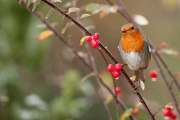 Sinh vào ngày Âm lịch này vận mệnh may mắn, cuộc sống thuận lợi, phú quý bất ngờ-1
