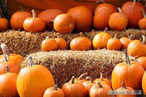 Bí đỏ giàu chất dinh dưỡng nhưng không thể ăn cùng với các loại thực phẩm này-1