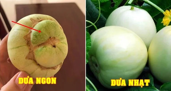 Mẹo mua dưa lê ngọt lịm, chín già, thơm nức: Chỉ cần nhìn vào rốn quả-1