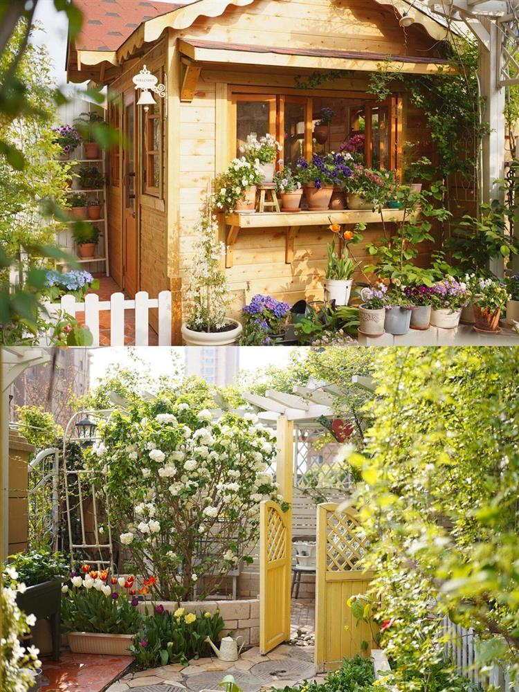 Ngẩn ngơ trước khu vườn nhà 60m² đẹp như tranh vẽ, thác hoa phủ vàng ruộm cả một góc sân-1