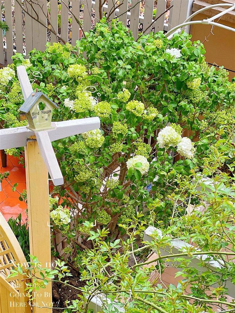 Ngẩn ngơ trước khu vườn nhà 60m² đẹp như tranh vẽ, thác hoa phủ vàng ruộm cả một góc sân-3