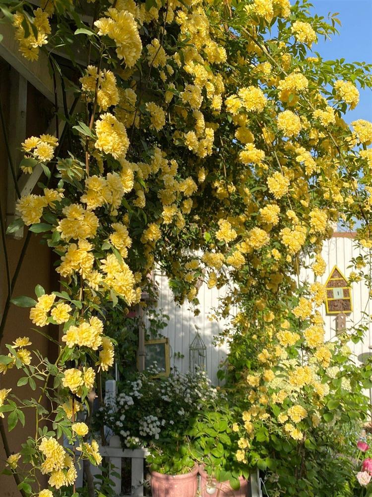 Ngẩn ngơ trước khu vườn nhà 60m² đẹp như tranh vẽ, thác hoa phủ vàng ruộm cả một góc sân-11