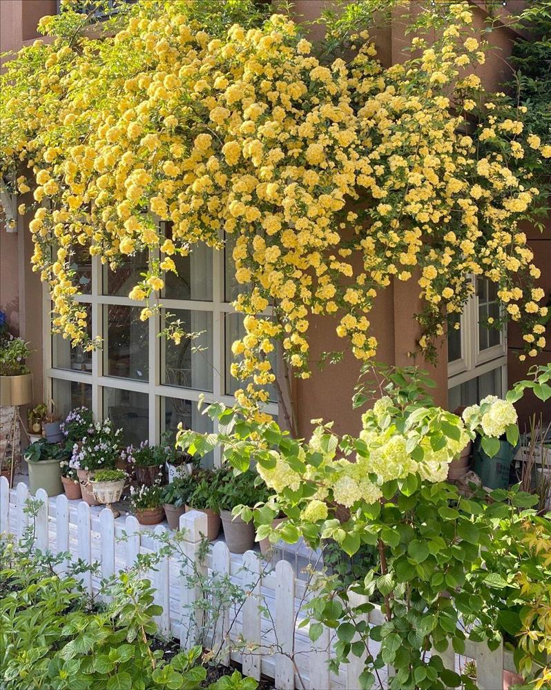 Ngẩn ngơ trước khu vườn nhà 60m² đẹp như tranh vẽ, thác hoa phủ vàng ruộm cả một góc sân-13