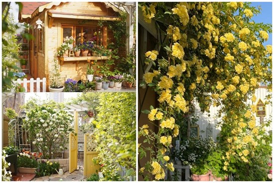 Ngẩn ngơ trước khu vườn nhà 60m² đẹp như tranh vẽ, thác hoa phủ vàng ruộm cả một góc sân