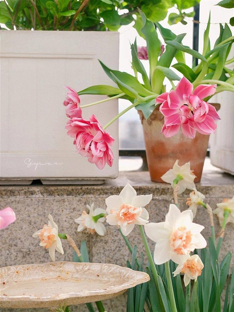 Ngây ngất với khu vườn sân thượng có đến 50 loại hoa hồng, rau xanh, trái cây-4