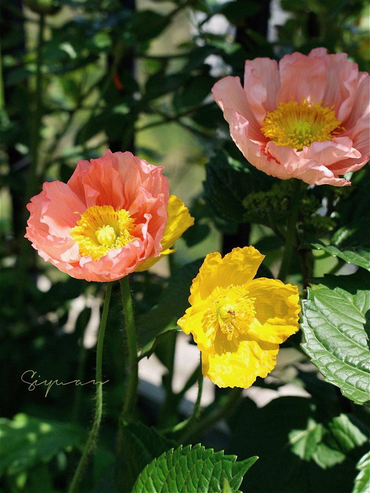 Ngây ngất với khu vườn sân thượng có đến 50 loại hoa hồng, rau xanh, trái cây-5