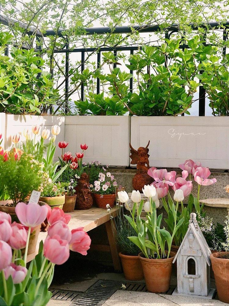 Ngây ngất với khu vườn sân thượng có đến 50 loại hoa hồng, rau xanh, trái cây-10