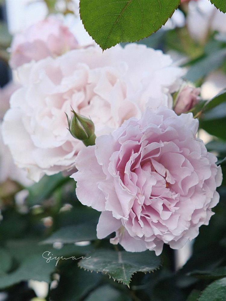 Ngây ngất với khu vườn sân thượng có đến 50 loại hoa hồng, rau xanh, trái cây-11