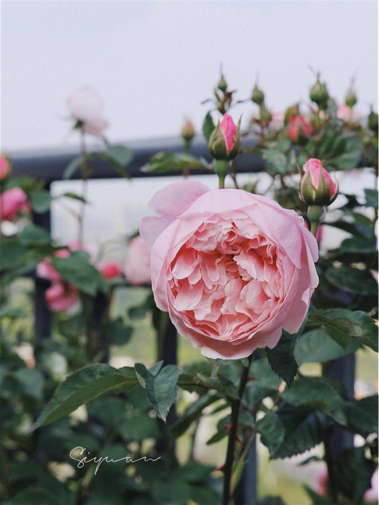 Ngây ngất với khu vườn sân thượng có đến 50 loại hoa hồng, rau xanh, trái cây-12