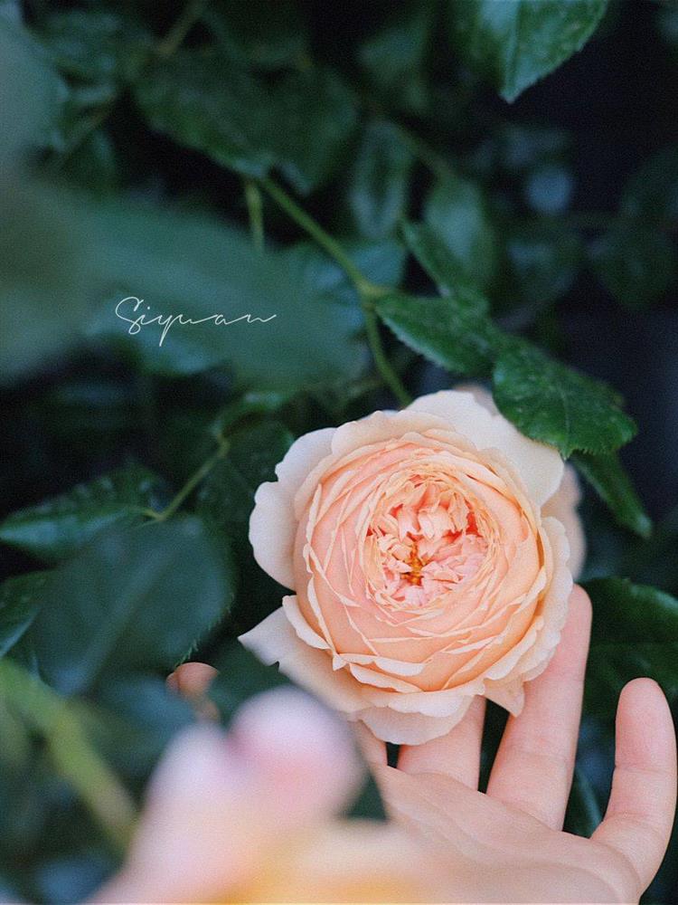 Ngây ngất với khu vườn sân thượng có đến 50 loại hoa hồng, rau xanh, trái cây-13