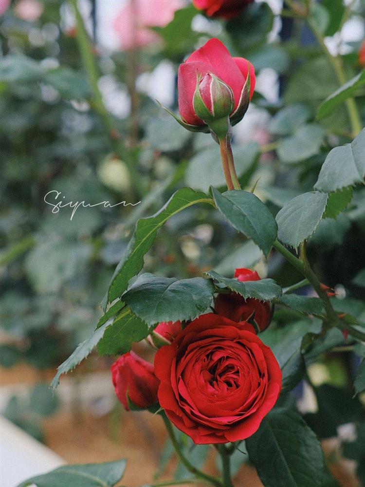 Ngây ngất với khu vườn sân thượng có đến 50 loại hoa hồng, rau xanh, trái cây-14