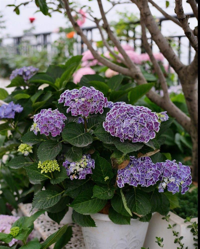 Ngây ngất với khu vườn sân thượng có đến 50 loại hoa hồng, rau xanh, trái cây-17