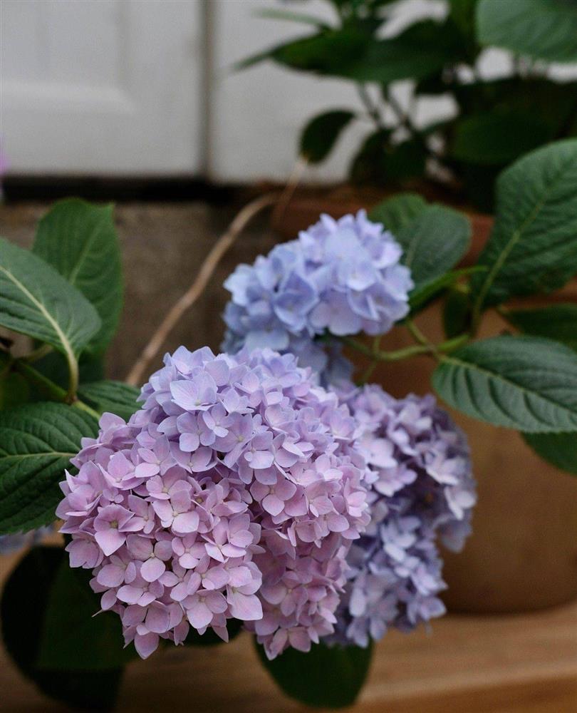 Ngây ngất với khu vườn sân thượng có đến 50 loại hoa hồng, rau xanh, trái cây-18