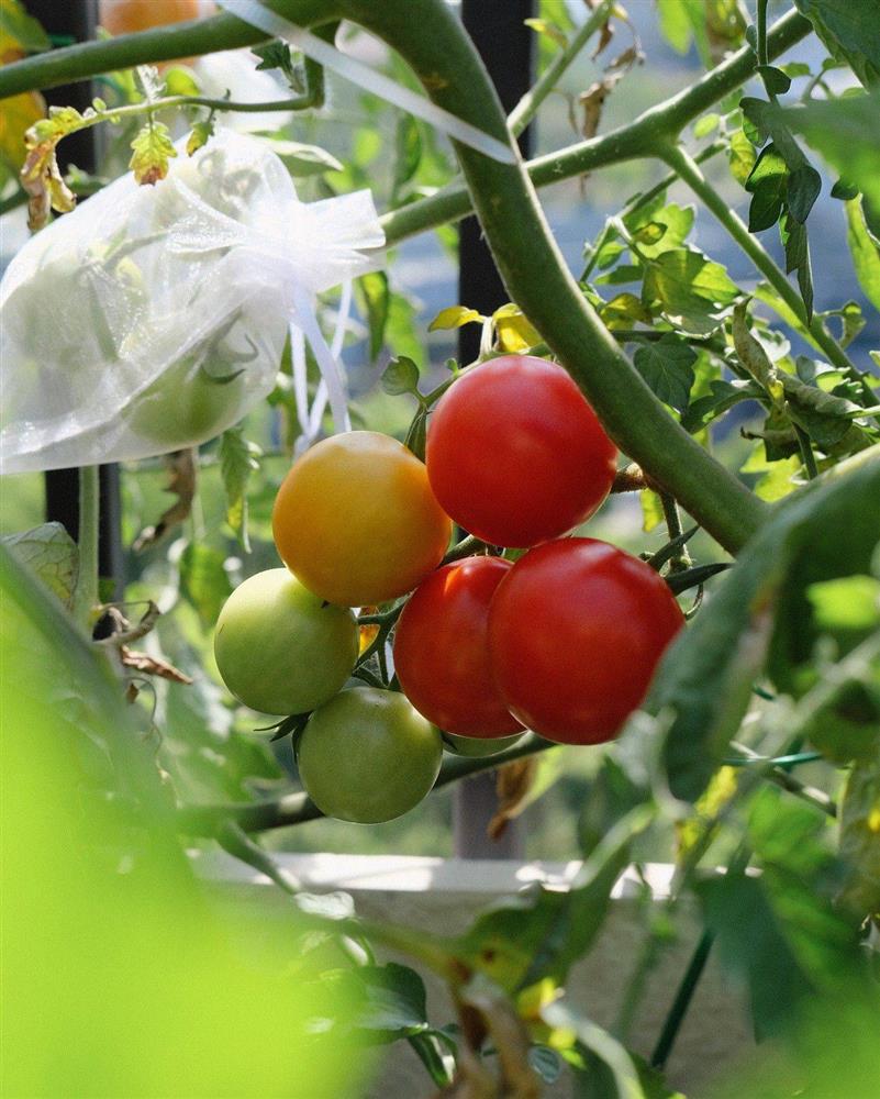 Ngây ngất với khu vườn sân thượng có đến 50 loại hoa hồng, rau xanh, trái cây-21