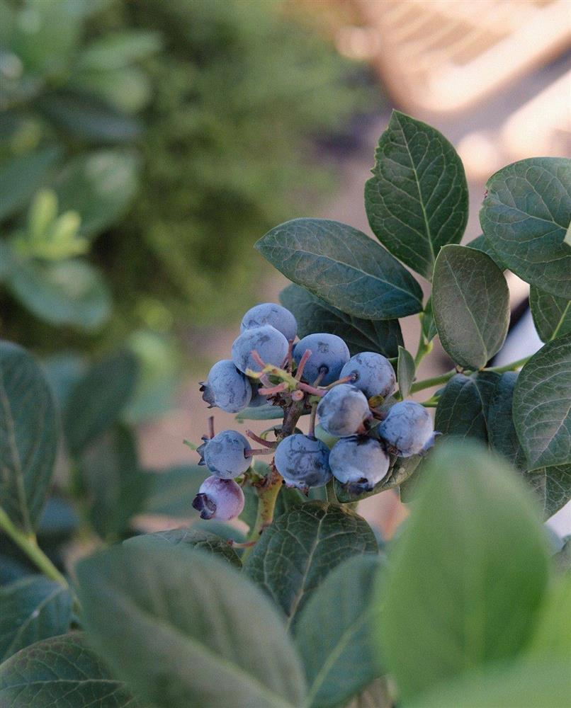 Ngây ngất với khu vườn sân thượng có đến 50 loại hoa hồng, rau xanh, trái cây-25