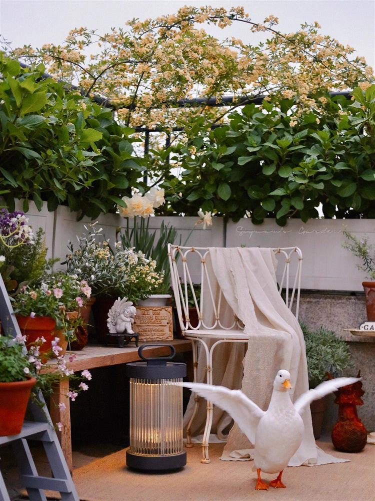 Ngây ngất với khu vườn sân thượng có đến 50 loại hoa hồng, rau xanh, trái cây-26