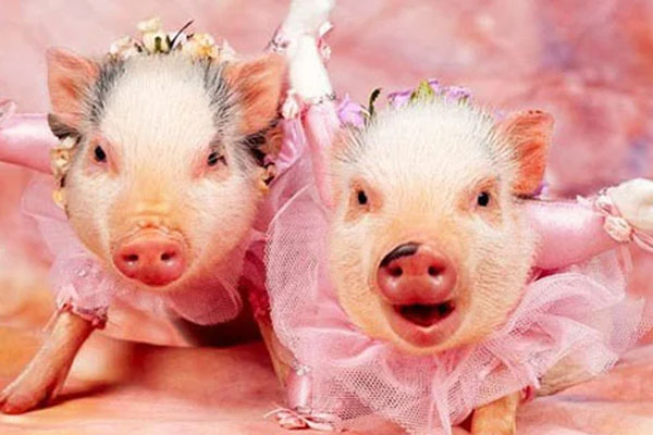 3 tuổi tiền vào như nước trong tháng 6 dương: 1 tuổi đại lộc, ngồi không hưởng phúc-1