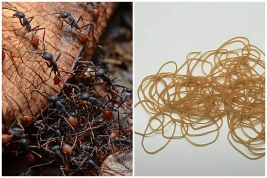 Chỉ vài sợi dây chun có thể xua đuổi kiến, hiệu quả hơn cả thuốc xịt