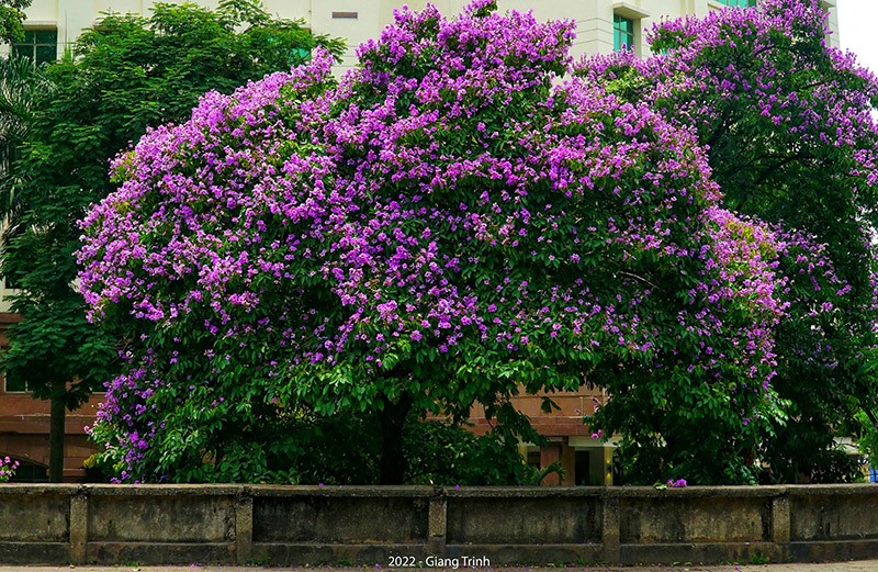 Có một mùa hoa bằng lăng tím đẹp ngất ngây ngay giữa lòng thủ đô Hà Nội-1