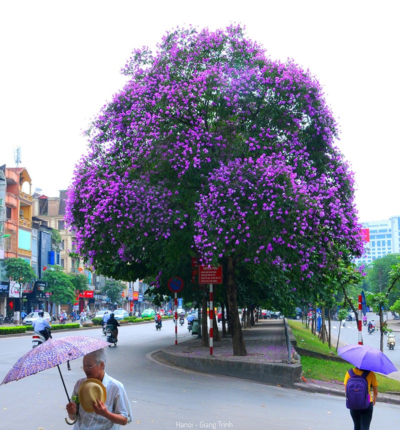 Có một mùa hoa bằng lăng tím đẹp ngất ngây ngay giữa lòng thủ đô Hà Nội-2