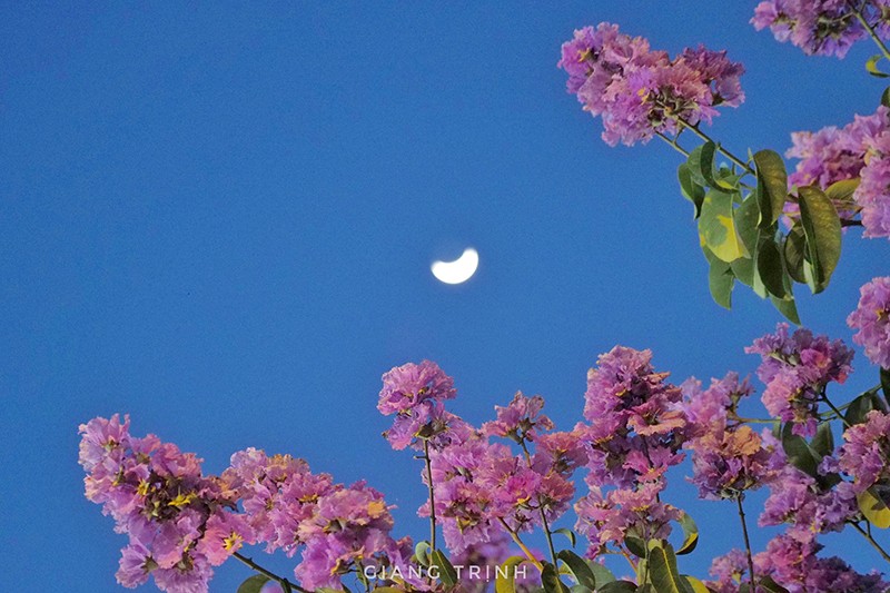 Có một mùa hoa bằng lăng tím đẹp ngất ngây ngay giữa lòng thủ đô Hà Nội-3