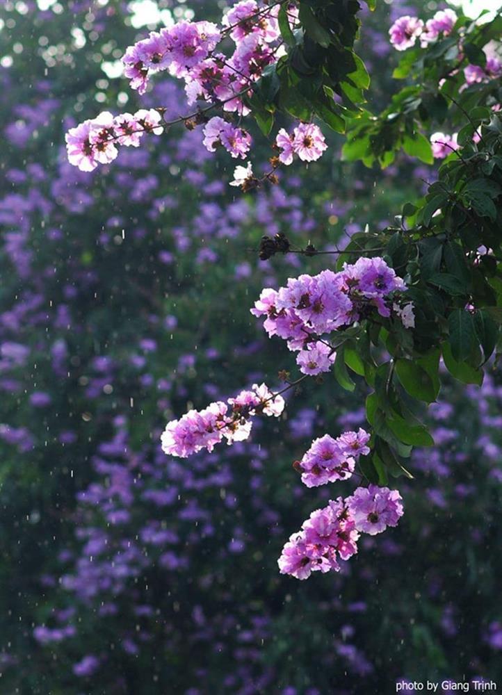 Có một mùa hoa bằng lăng tím đẹp ngất ngây ngay giữa lòng thủ đô Hà Nội-4