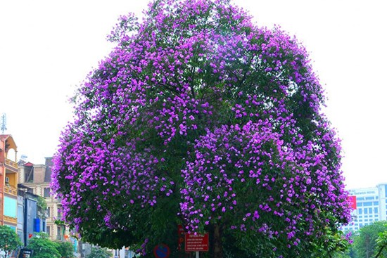 Có một mùa hoa bằng lăng tím đẹp ngất ngây ngay giữa lòng thủ đô Hà Nội