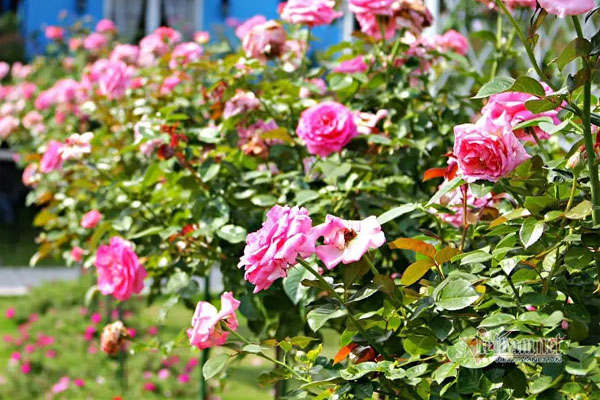 100 ngày mẹ mất, vợ họp gia đình tuyên bố chuyện giật mình-1