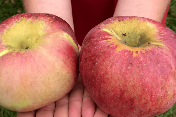 Quả táo giá nửa triệu, có tiền cũng khó mua-1