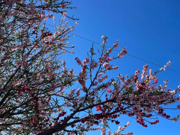 Ngọc Anh 3A khoe khu vườn tự tay chăm bón trong không gian sống ở Mỹ-10