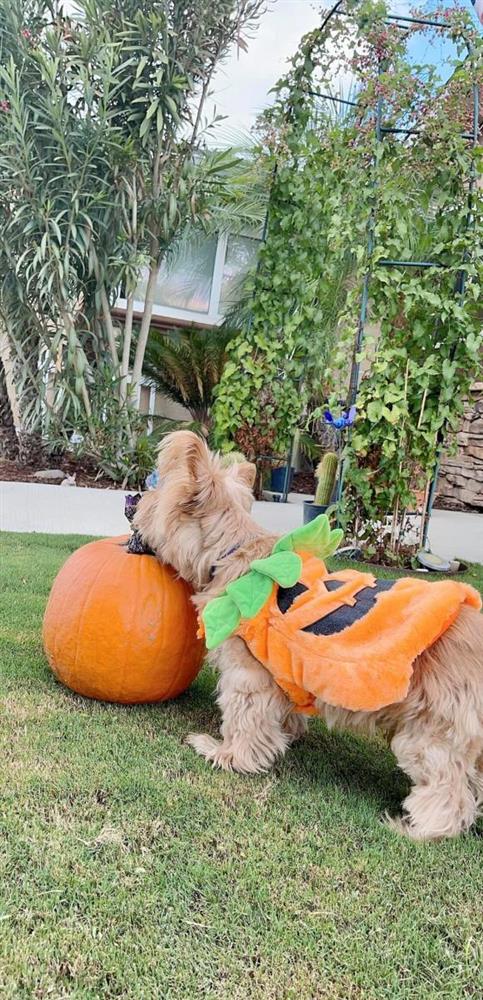 Ngọc Anh 3A khoe khu vườn tự tay chăm bón trong không gian sống ở Mỹ-7