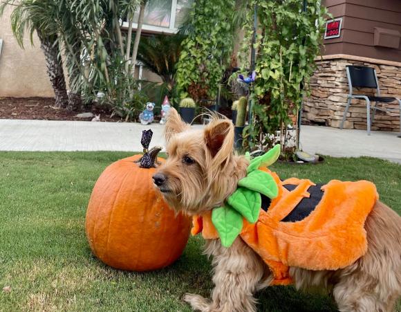 Ngọc Anh 3A khoe khu vườn tự tay chăm bón trong không gian sống ở Mỹ-8